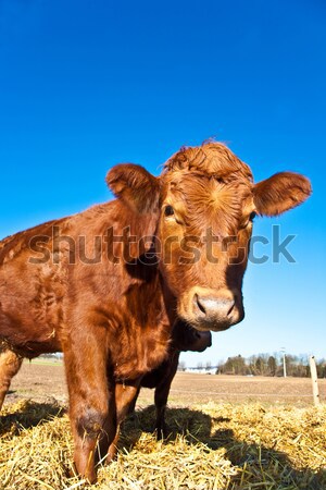 Barátságos szarvasmarha szalmaszál kék ég tehén farm Stock fotó © meinzahn