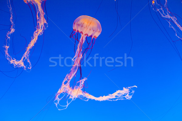 jelly fish in the blue sea Stock photo © meinzahn