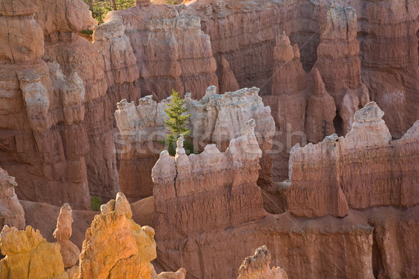 Canyon primo raggi sole albero Utah Foto d'archivio © meinzahn