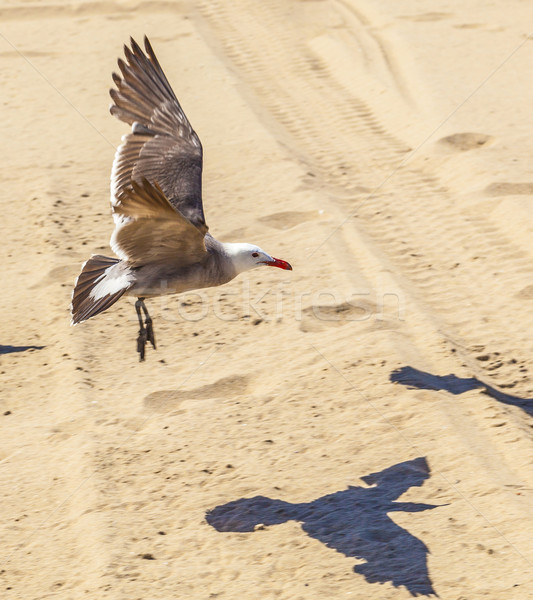 Kaliforniya martılar plaj yaz kuş Stok fotoğraf © meinzahn