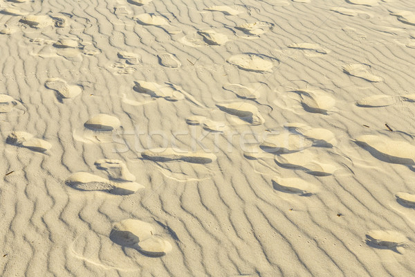 Bird tracks on the sand  Stock photo © meinzahn