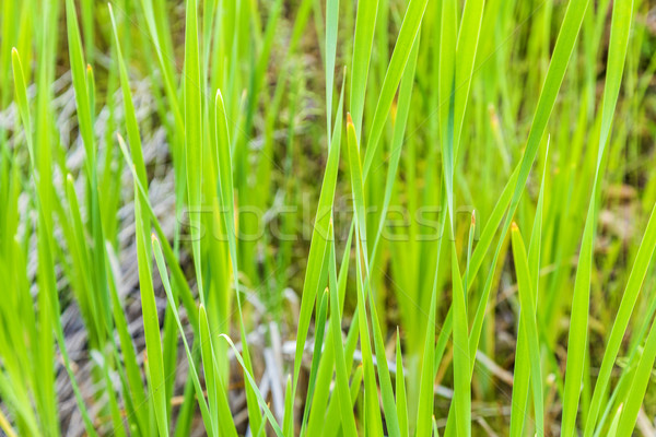 Fresh spring green reed grass  Stock photo © meinzahn