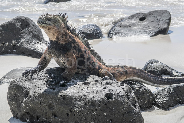 Stock photo: sea lizard on a rock at the beach