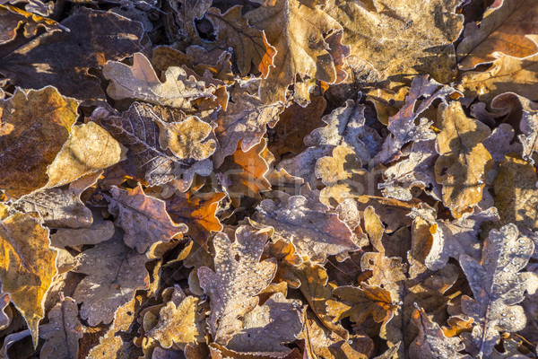 leaves at the earth in harmonic pattern Stock photo © meinzahn