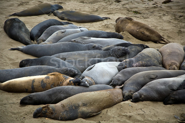 male sealion at the beach Stock photo © meinzahn