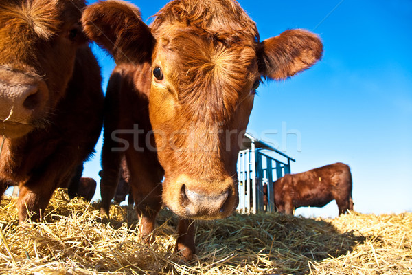 friendly cattle on straw with blue sky Stock photo © meinzahn