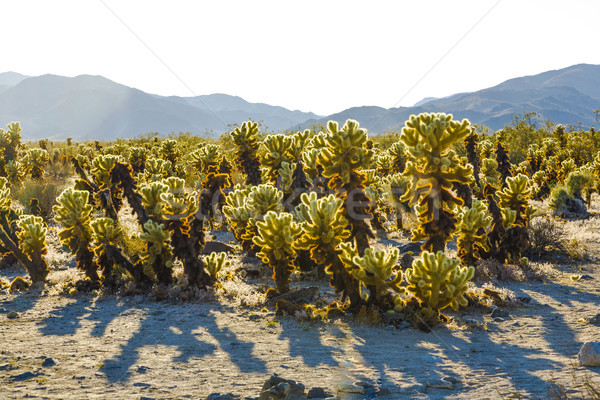 beautiful Cholla Cactus Garden in Joshua Tree national park  Stock photo © meinzahn