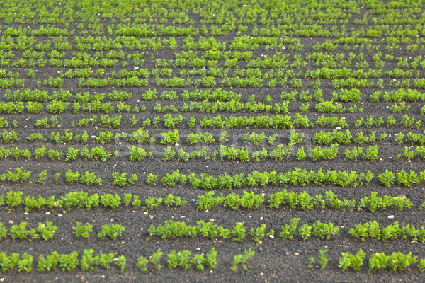 Campo riego volcánico suelo naturaleza tecnología Foto stock © meinzahn