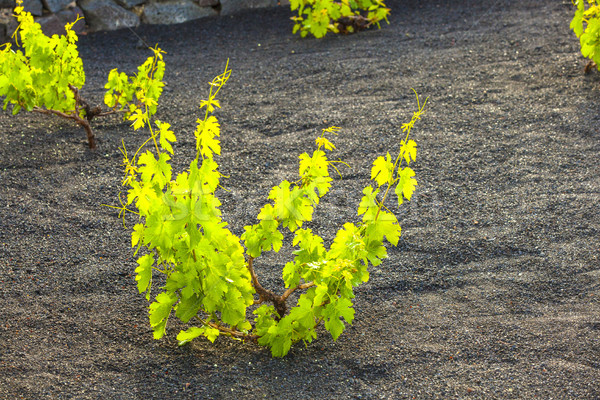 A vineyard in Lanzarote island, growing on volcanic soil  Stock photo © meinzahn