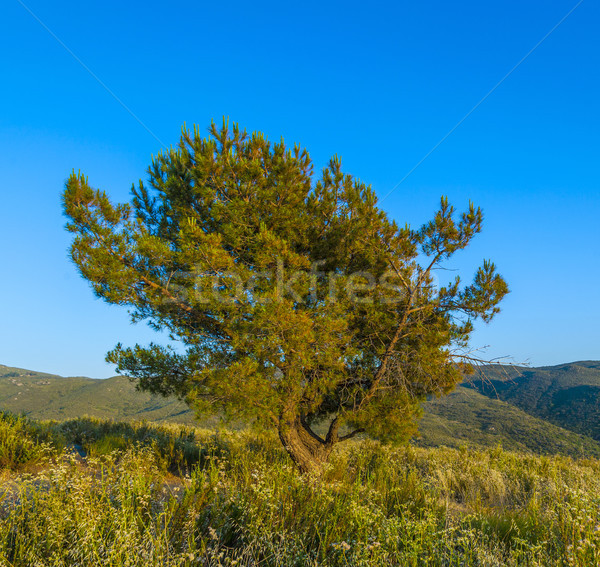 Solitario árbol puesta de sol cielo madera resumen Foto stock © meinzahn