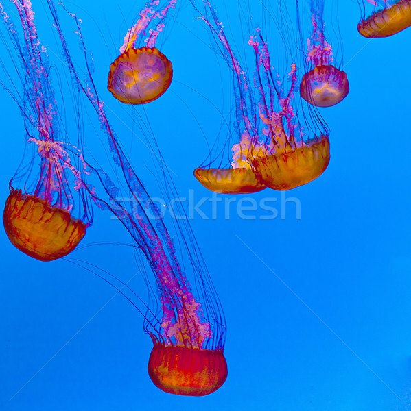 Stock photo: jelly fish in the blue ocean