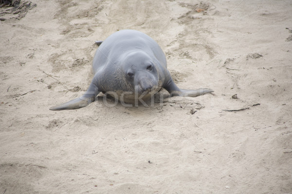 male sealion at the beach Stock photo © meinzahn