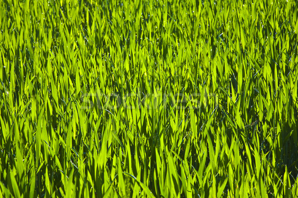 Harmonique structure vert maïs belle plantes [[stock_photo]] © meinzahn