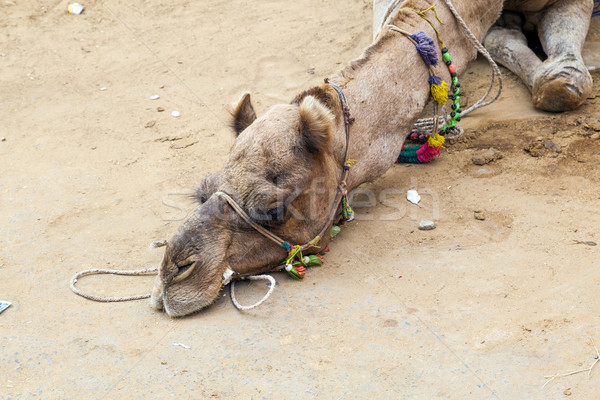 Müde Kamel Erde sandigen Boden Wüste Stock foto © meinzahn