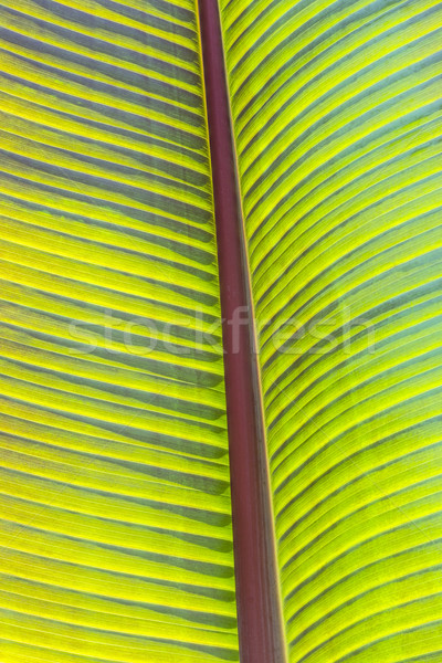 detail of palm tree  Stock photo © meinzahn