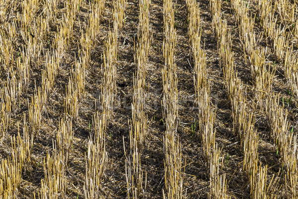 pattern of field after harvest Stock photo © meinzahn