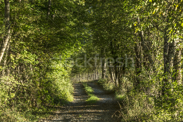 Stock photo: typical narrow road through the dense forest  