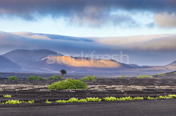 extinguished volcanoes in Timanfaya National Park Stock photo © meinzahn