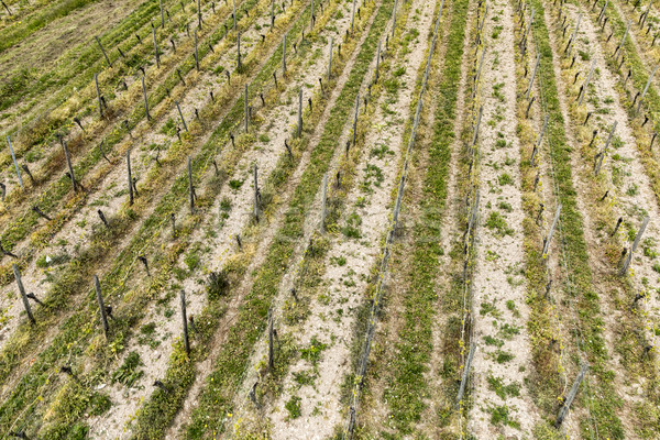 aerial of vineyard in spring with growing vine prages Stock photo © meinzahn