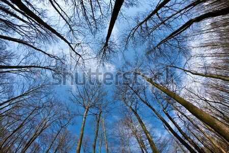 Spring tree crowns on deep blue sky Stock photo © meinzahn