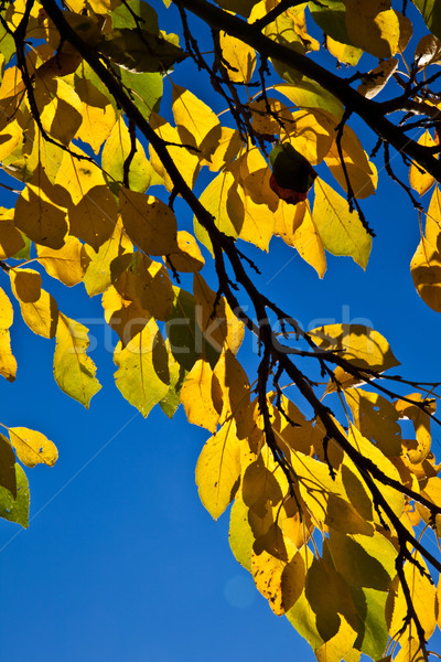  oak leaves in harmony  Stock photo © meinzahn