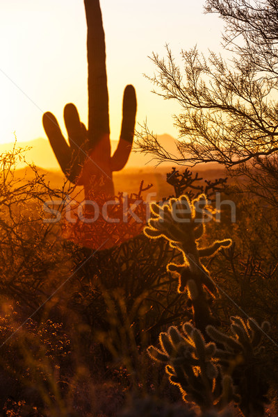 Kaktus Wüste romantischen Sonnenuntergang Sonne Landschaft Stock foto © meinzahn