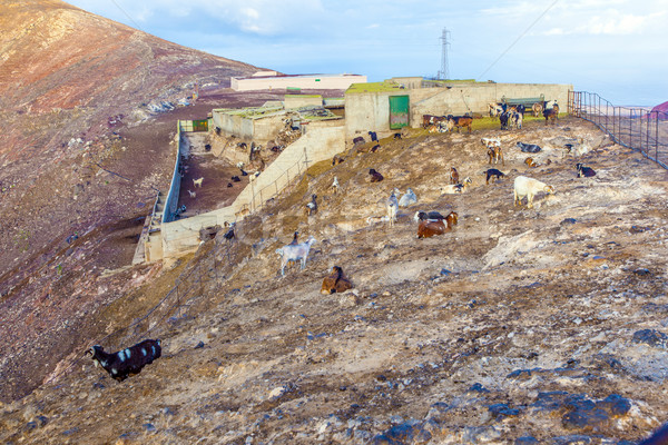 flock of goats in the mountains Stock photo © meinzahn