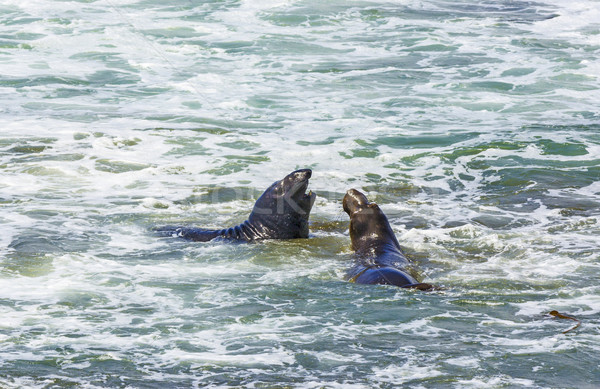 sea lions fight in the waves of the ocean Stock photo © meinzahn