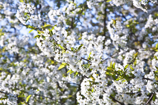 Primo piano ramo fiorire primavera bianco cielo Foto d'archivio © meinzahn