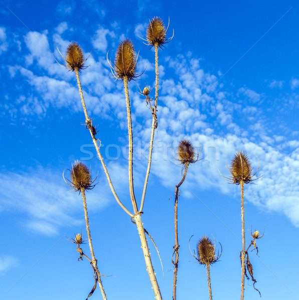 Stock photo:   thistles in a field under blue sky 