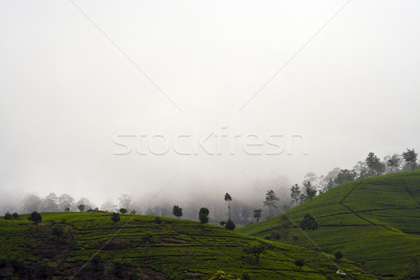 Zöld Sri Lanka köd fény vakáció mezőgazdaság Stock fotó © meinzahn