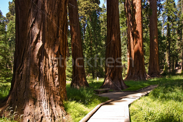 Sequoia national Park with old huge Sequoia trees like redwoods  Stock photo © meinzahn