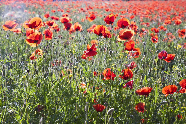 Stock photo: colorful red poppy flowers in the meadow