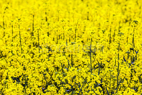 Stock photo: pattern of yellow rape field