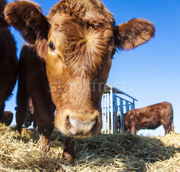 friendly cattle on straw  Stock photo © meinzahn