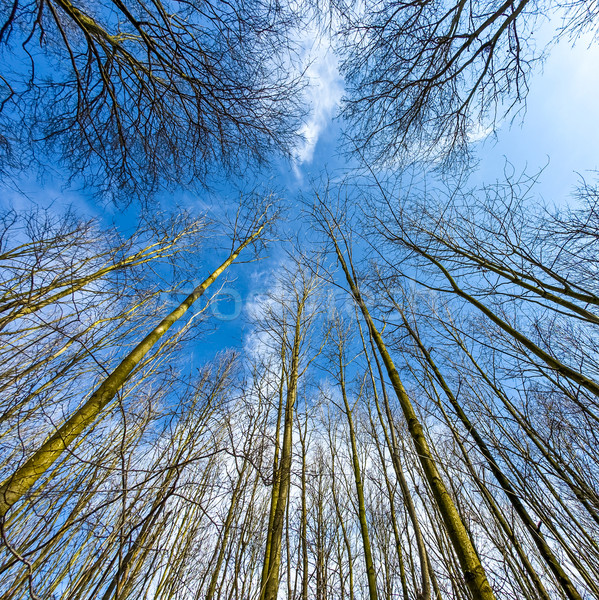[[stock_photo]]: Printemps · arbre · profonde · ciel · bleu · laisse · forêt