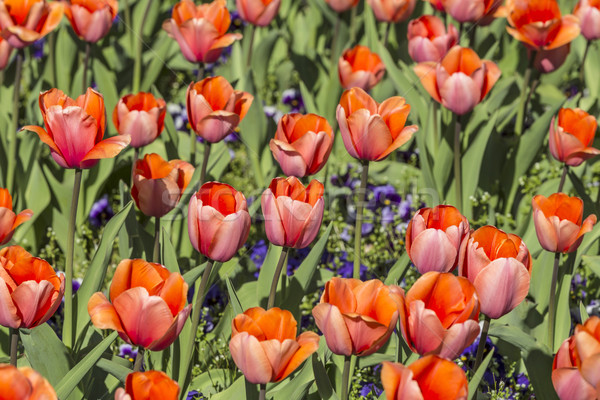 red tulips growing in flower bed  Stock photo © meinzahn