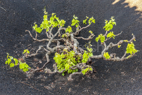 LA vulkáni föld híres bor fal Stock fotó © meinzahn