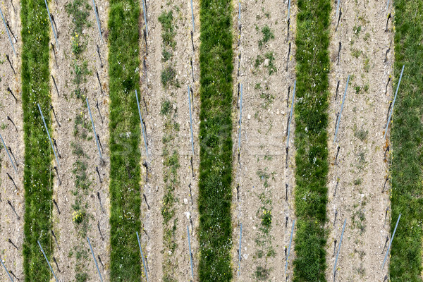 aerial of vineyard in spring with growing vine prages Stock photo © meinzahn