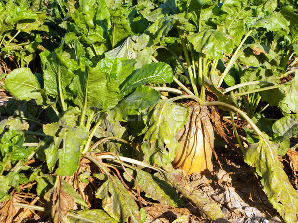 acres with sugar beets after harvest in golden light and beautif Stock photo © meinzahn