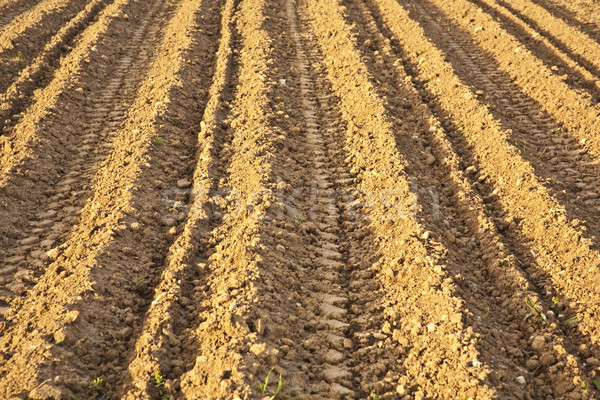 Background of newly plowed field  Stock photo © meinzahn