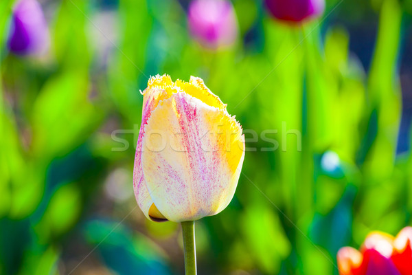 Wiosną dziedzinie kolorowy tulipany Wielkanoc Zdjęcia stock © meinzahn