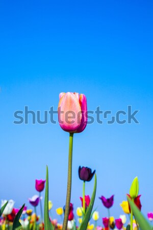 Bereich Blüte farbenreich Tulpen Frühling Blumen Stock foto © meinzahn