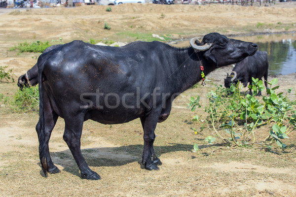 water buffalo relaxes in the lake Stock photo © meinzahn