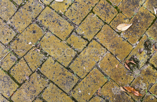 old tiles at the sidewalk with plants in the joints Stock photo © meinzahn