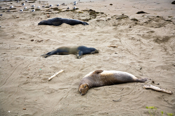 male sealion at the beach Stock photo © meinzahn