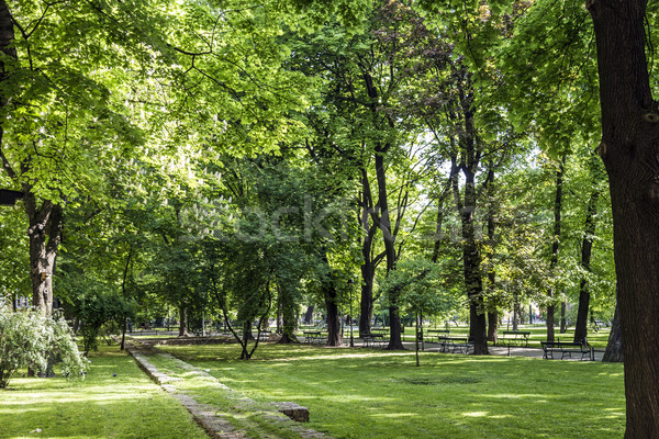 Foto d'archivio: Cracovia · Polonia · verde · alberi · albero · città