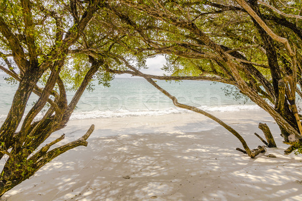 tropical beach in  Thailand with trees Stock photo © meinzahn