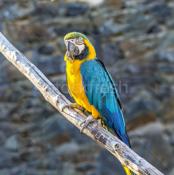 Macaw sitting perched Stock photo © meinzahn