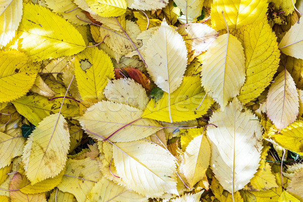 Cerise arbre laisse herbe harmonique automne [[stock_photo]] © meinzahn